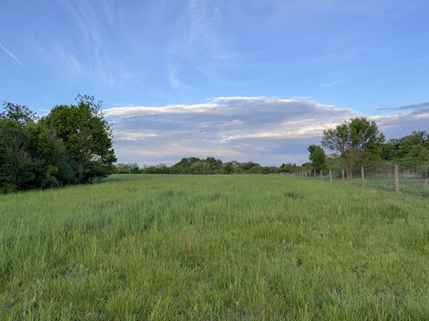 Green pasture on sunny summer day
