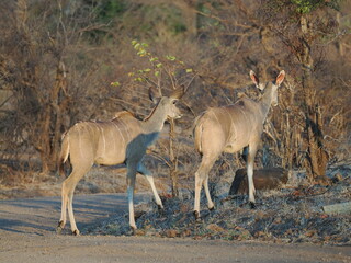 Female kudu in Zimbabawe © Jennifer de Montfort