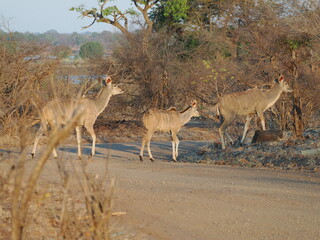 Female kudu in Zimbabawe © Jennifer de Montfort