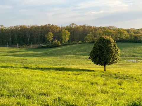 Single tree in grassy meadow on sunny day