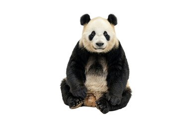 Cute giant panda bear sitting and looking at camera isolated on transparent background © Png Zone