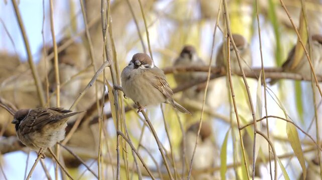 Close-up of a flock of sparrows perching among willow branches