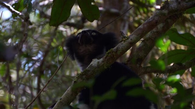 Close view of a solitary wild indri indri lemur looking around while sitting quietly on a dark tree branch in a dense tropical rainforest; Andasibe National Park, Madagascar.