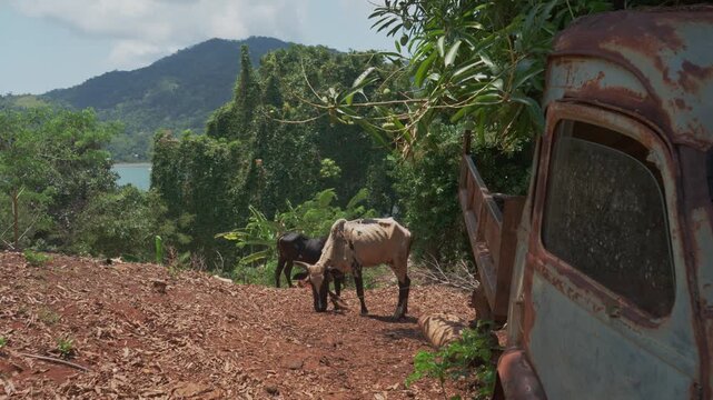 Two thin zebu cattle standing on red dirt next to an old rusty abandoned truck surrounded by tropical vegetation in rural Madagascar.