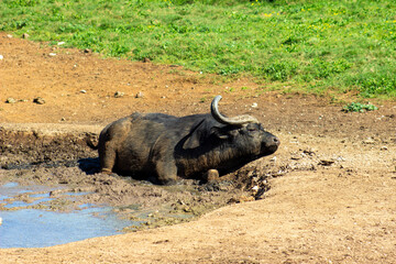 buffalo in the wild © Riaan Albrecht