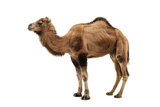 Full body side view of a brown dromedary camel standing isolated on transparent background