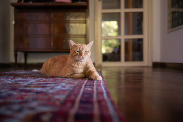 A ginger cat sitting on a carpet in a cozy living room home © LaSu