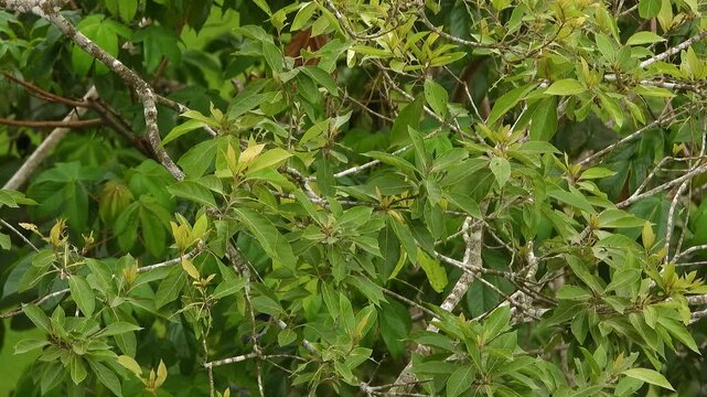 Laurel oak tree leaves tropical rainforest in Central America Panama nature