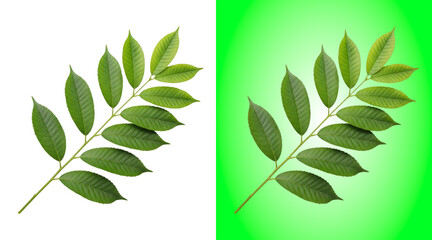 Green leaves on a branch isolated on a white background, botanical plant foliage detail shot © Tamim
