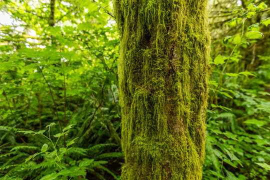 Close-up of green moss on tree trunk in forest