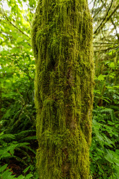 Close-up of green moss on tree trunk in forest