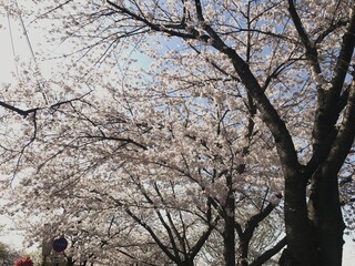 cherry blossom tree © MapToTheUniverse🌠🌌