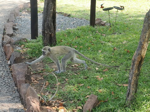 Vervet monkeys in Zimbabwe