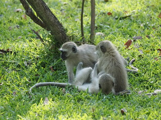 Vervet monkeys in Zimbabwe © Jennifer de Montfort
