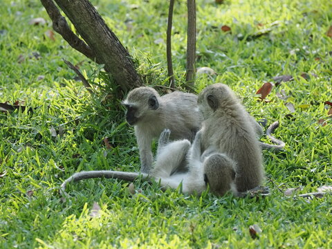 Vervet monkeys in Zimbabwe