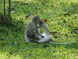 Vervet monkeys in Zimbabwe © Jennifer de Montfort
