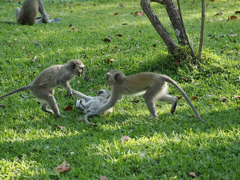 Vervet monkeys in Zimbabwe