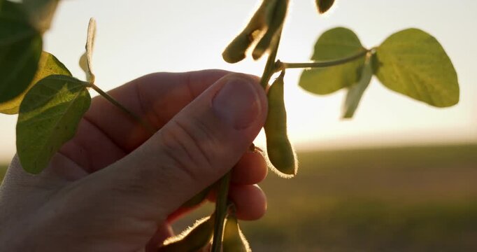 Agronomist hand checking soybean pod health and maturity in a lush field at sunset. Concept of agricultural inspection, crop quality control, sustainable farming, and soy production. 4K.