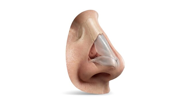 3D rendered human nose model isolated on white background.