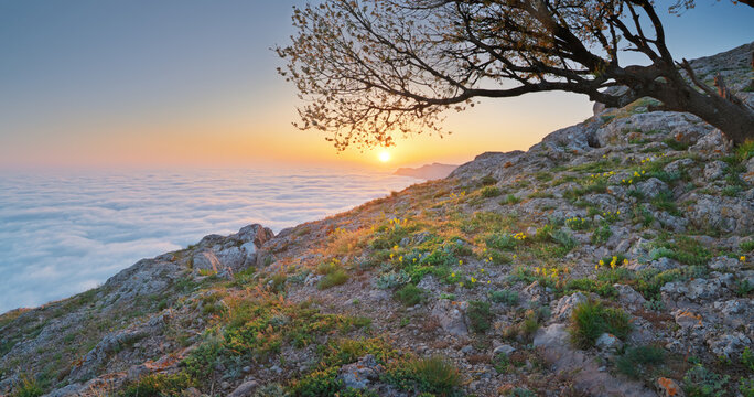 Blooming tree stands on rocky mountain slope above white cumulus cloud sea surface under golden sunset sky. Beautiful spring twilight wilderness landscape