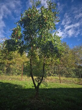 Alberi verdi sotto un cielo azzurro in una giornata di sole