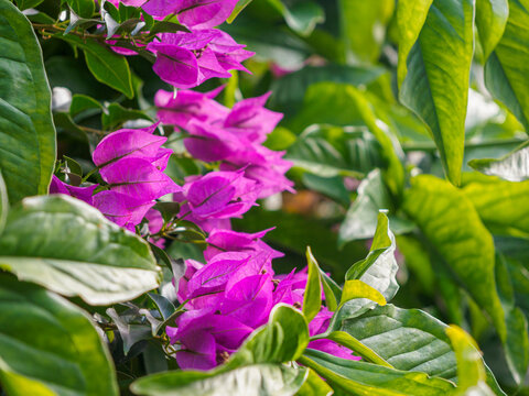 Close-up of magenta bougainvilleas and bright green leaves