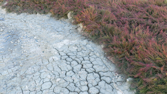 A texture of gray soil, cracked from drought and isolated on a transparent background, with red-purple halophytes growing along its edge.