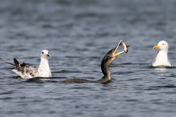 Fototapeta premium Great Cormorant (Phalacrocorax carbo) swallowing a fish on the water surrounded by gulls.