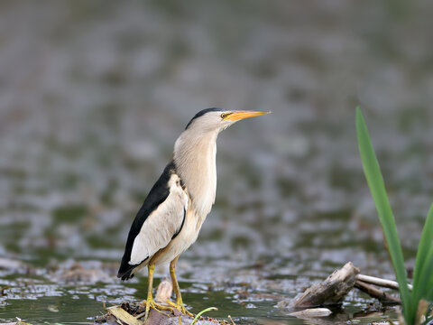 Male Little Bittern (Ixobrychus minutus) standing erect near water vegetation.