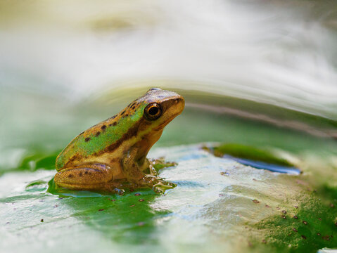 Juvenile eastern sedge or dwarf tree frog on Lilypad