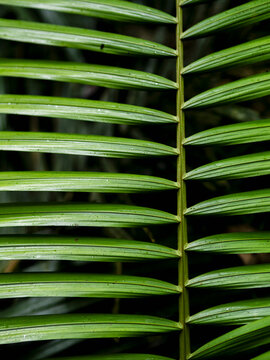 Close-up of symmetrical leaves