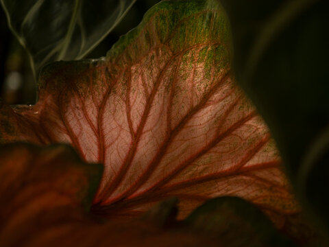 Close-up of back lit leaf