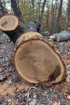 Close-up of cut tree in forest