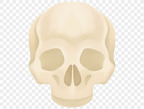 Cream beige human skull with hollow eye sockets and nasal cavity, watercolor Halloween illustration for gothic decor, spooky crafts and dark fantasy design Vector.