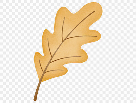 Golden yellow oak leaf with detailed brown veins and slender stem, watercolor fall foliage illustration for autumn botanical clipart, Thanksgiving invitations and rustic seasonal decor Vector.