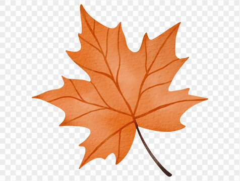 Orange maple leaf with detailed brown veins and curved stem, watercolor autumn foliage illustration for fall harvest invitations, Thanksgiving cards and seasonal botanical design Vector.