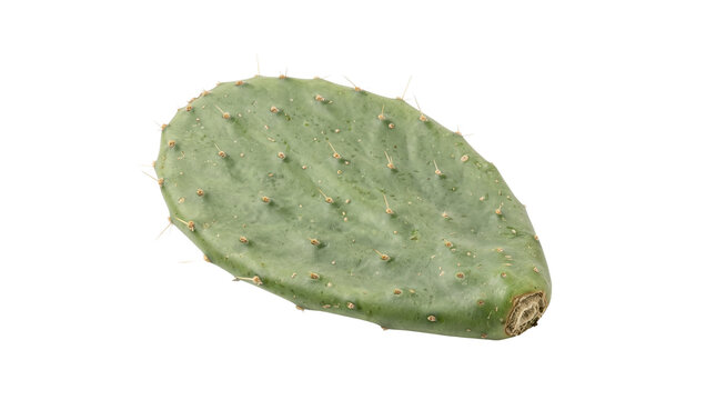 Fresh green prickly pear cactus pad, organic nopal leaf ingredient, raw nopales plant for mexican culinary cooking isolated PNG with Transparent Background