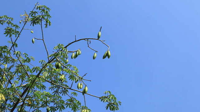 Young, green-colored pods of the Java cotton tree (Ceiba pentandra) are attached to its trunk.