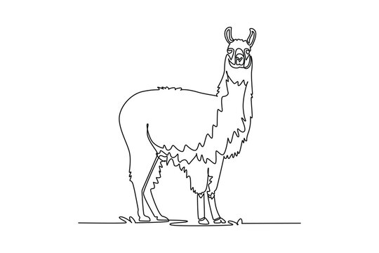 Single continuous line drawing fluffy llama or alpaca standing upright and facing forward, showcasing long neck, thick shaggy wool coat, perked ears. One line draw graphic design vector illustration
