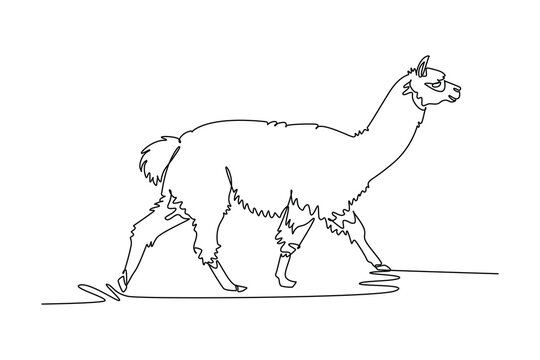 Single continuous line drawing woolly llama or alpaca walking forward across field, showcasing its elongated neck, perked ears, and shaggy fleece body. One line draw graphic design vector illustration