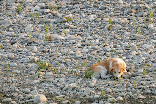 Homeless dog resting on a pebble riverbed in Berat, Albania