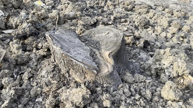 Burnt tree stump cross section on rough agricultural soil