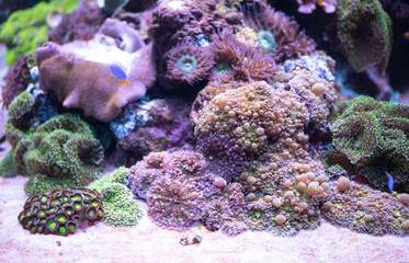 Vibrant marine reef aquarium with soft corals, zoanthids, and ricordea polyps on underwater rocks above sand. Concept of ocean biodiversity, aquascaping, and exotic home aquarium © Antonina Polezhayeva