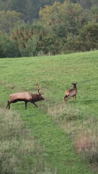 Elk Bull Almost Pokes Cow With His Antlers