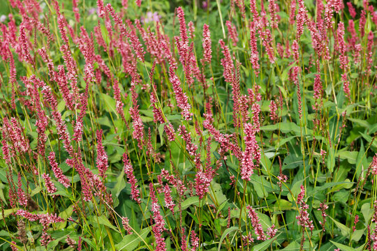Bistorta or persicaria amplexicaulis - Red bistorts or montain fleeces. Upright clump of pale pink flowers in spikes on long stalks with prominently-veined and ovate puckered mid-green leaves 