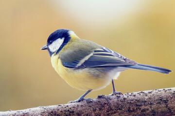 Sikorka bogatka (Parus major)  © Janusz Lipiński