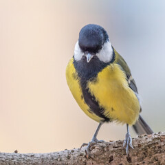 Sikorka bogatka (Parus major)  © Janusz Lipiński