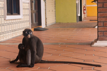 Dusky leaf monkey mother holding baby on terracotta tiled walkway of colorful shophouse building © Alberto