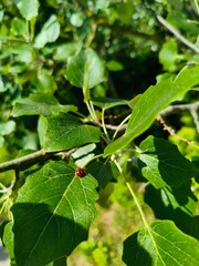Close up of green tree leaves with tiny ladybug in sunlight © EL