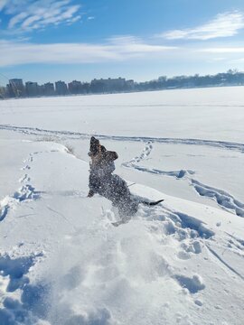 dog in snow
